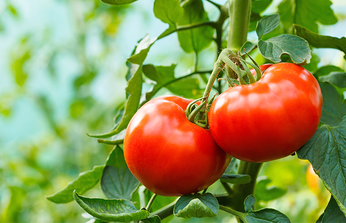 关于BIOAGRI?多肽